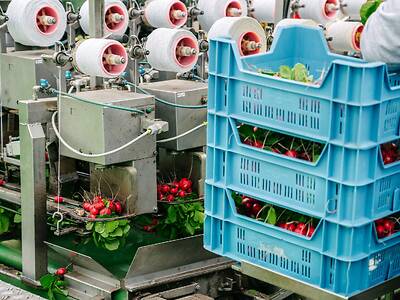 Koppert-Machines-Radish-bunching-machine
