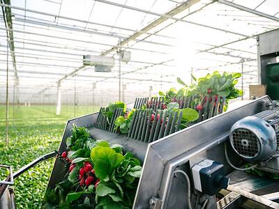 Koppert-Machines-Radish-bunching-machine