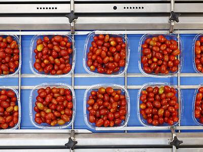 Koppert-Machines-Multipacker-packing-tomato-snackvegetable