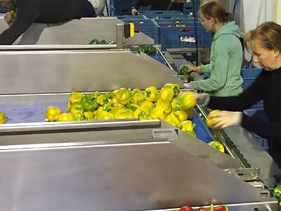 Koppert-machines-pepper-supply-system