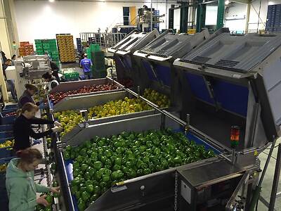 Koppert-machines-pepper-supply-system