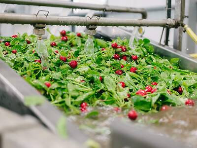 Koppert-Machines-Radish-processing-washing