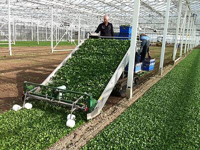 Koppert-Machines-sowing-harvesting-machine-lambslettuce