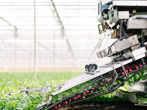 Koppert-Machines-Radish-bunching-machine