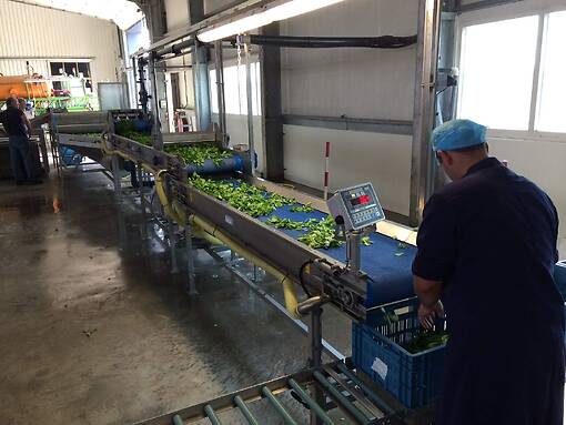 Koppert-machines-washingline-leafy-greens