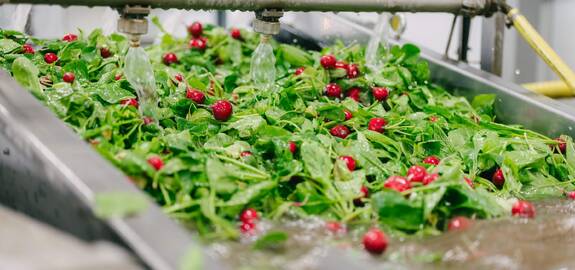 koppert-machines-radish-snackvegetable-processing