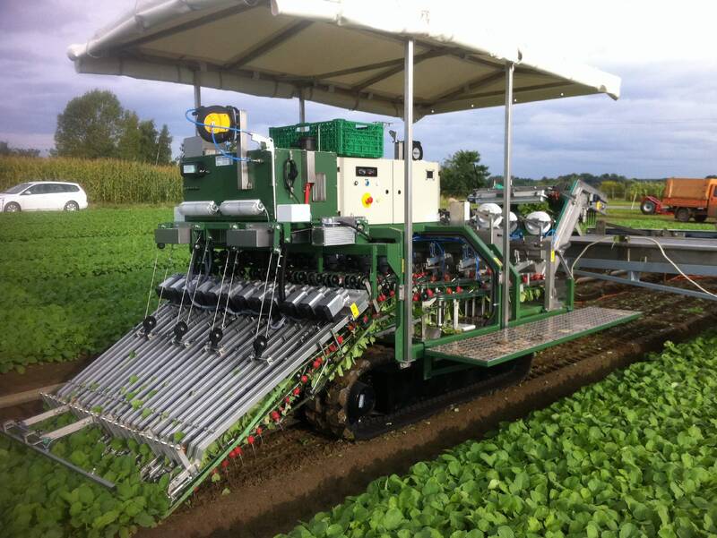 Koppert-machines-Outdoor-radish-bunching-machine