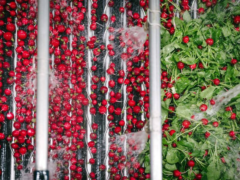 Koppert-Machines-Radish-processing-washing