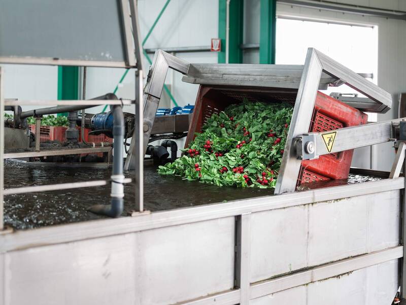 Koppert-Machines-Washing-bunched-radish
